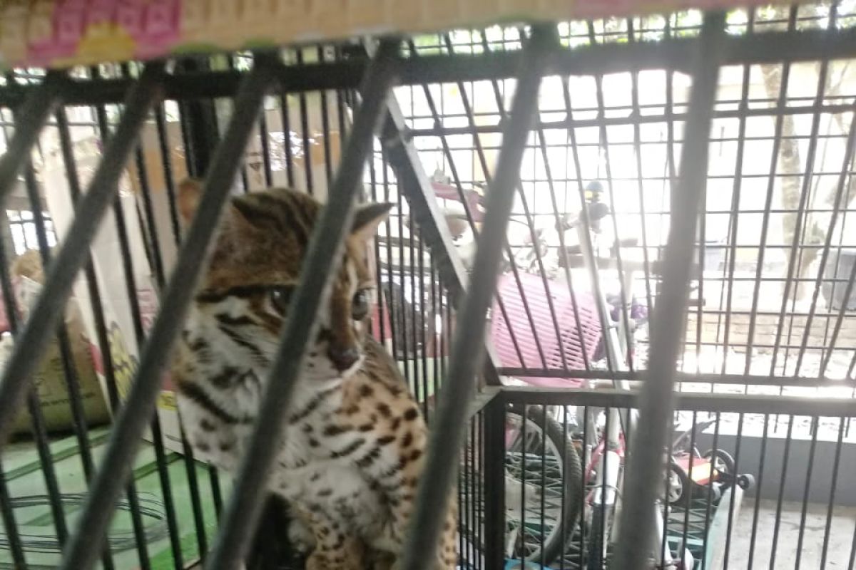 Warga Stabat serahkan anak Harimau Akar ke BBKSDA