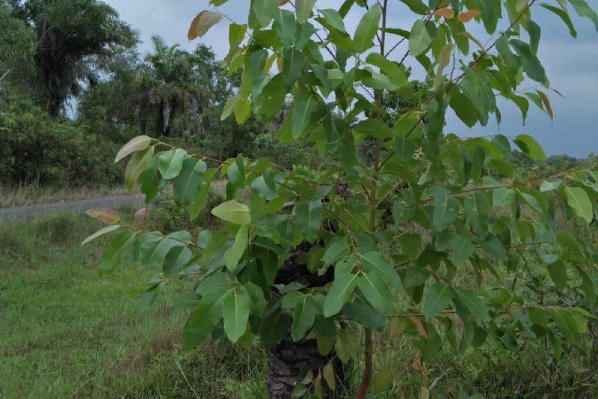 Eucalyptus, Pohon Asli Benua Australia Banyak Tumbuh di Sukorahayu Lampung Timur