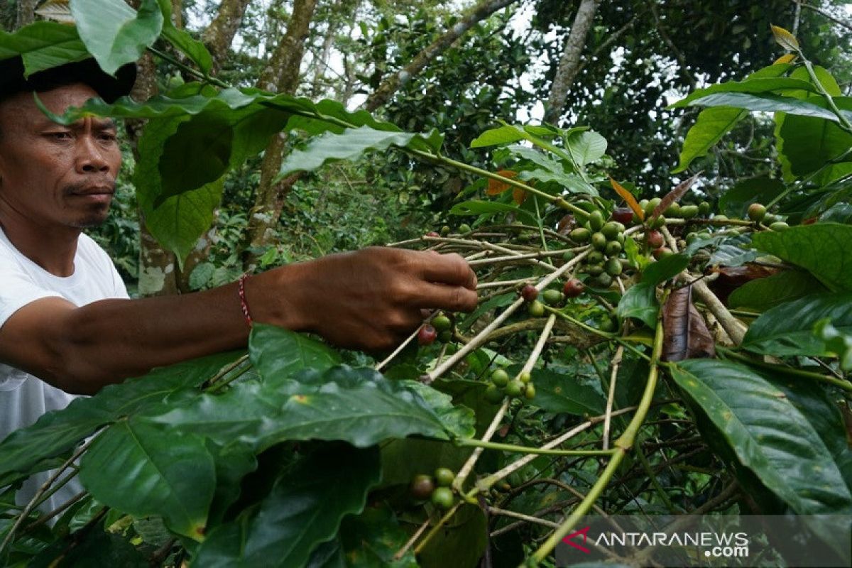 Laku warga Selagolong menjadi sindiran bagi "golput"