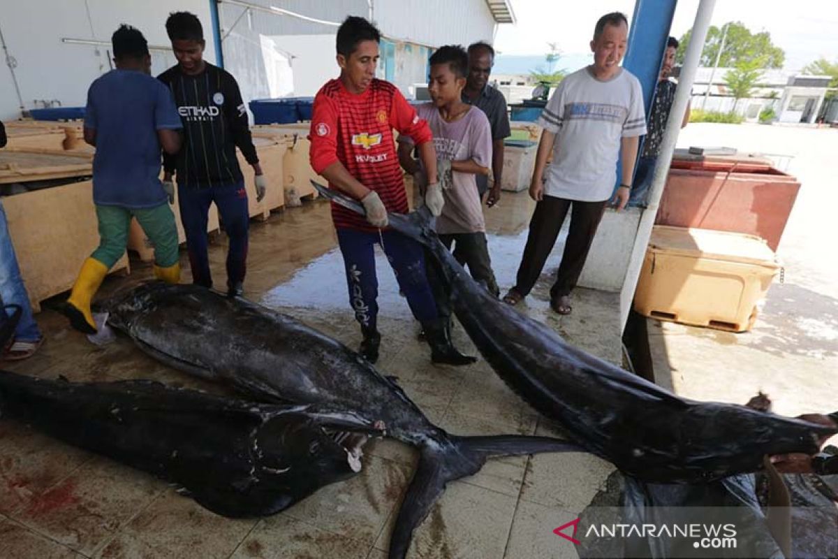 Ikan marlin tangkapan nelayan