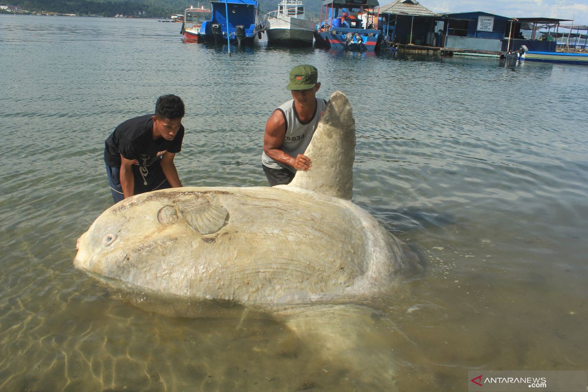 LIPI segera bahas penyebab matinya ikan demersal di Ambon