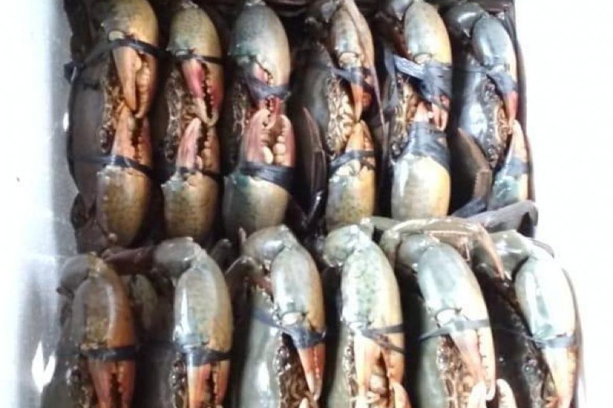 Harga Kepiting Bakau di Lampung Timur Rp120 ribu