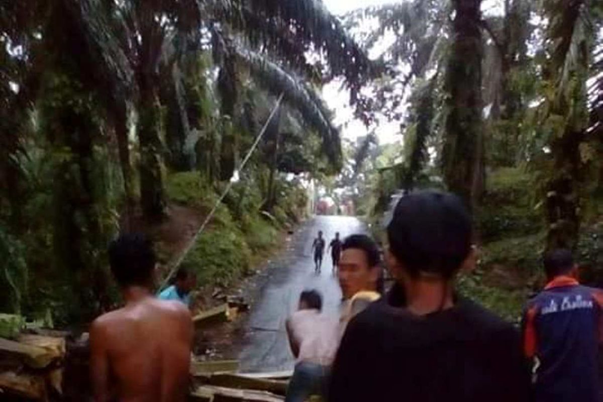 Hujan deras landa Labura, pohon sawit tumbang