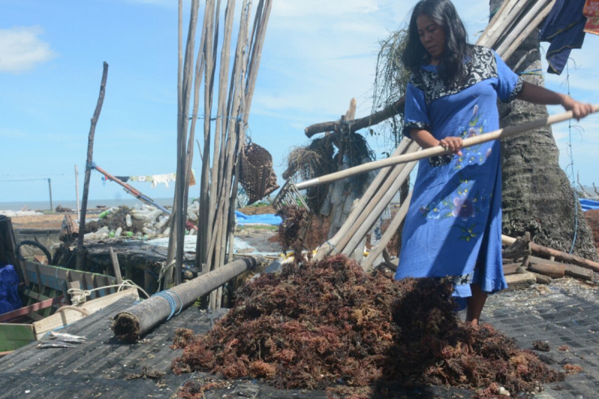 Investor asal Jatim bakal bangun pabrik pengolahan rumput laut di Nunukan