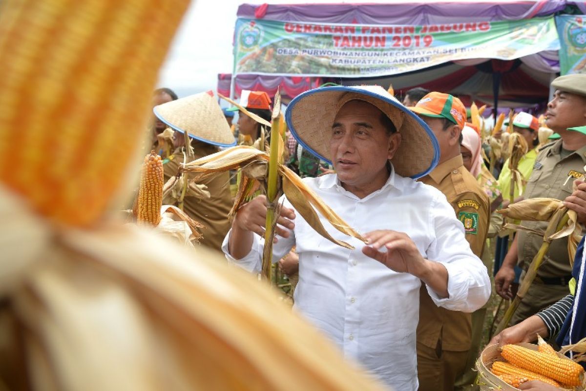 Sumut targetkan produksi jagung 1,7 juta ton