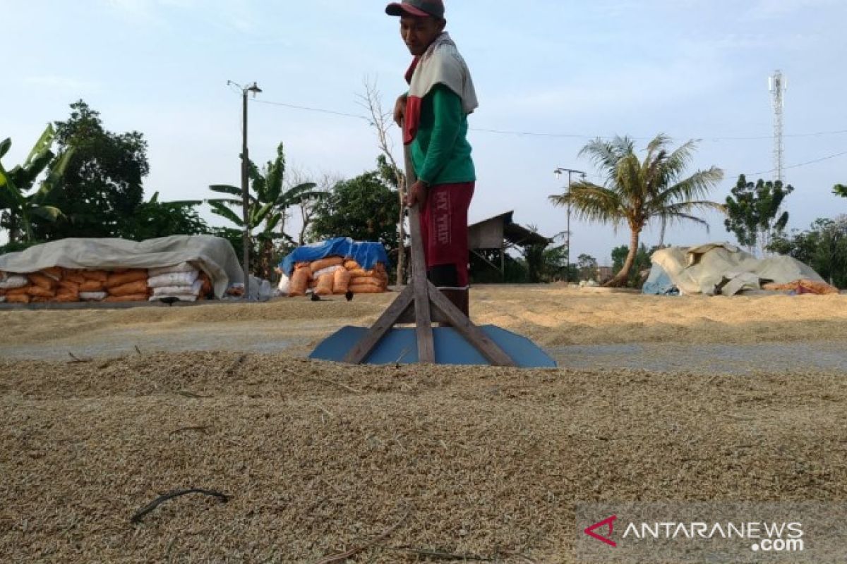 Produksi gabah Sumut tahun ini diprediksi 2,07 juta ton