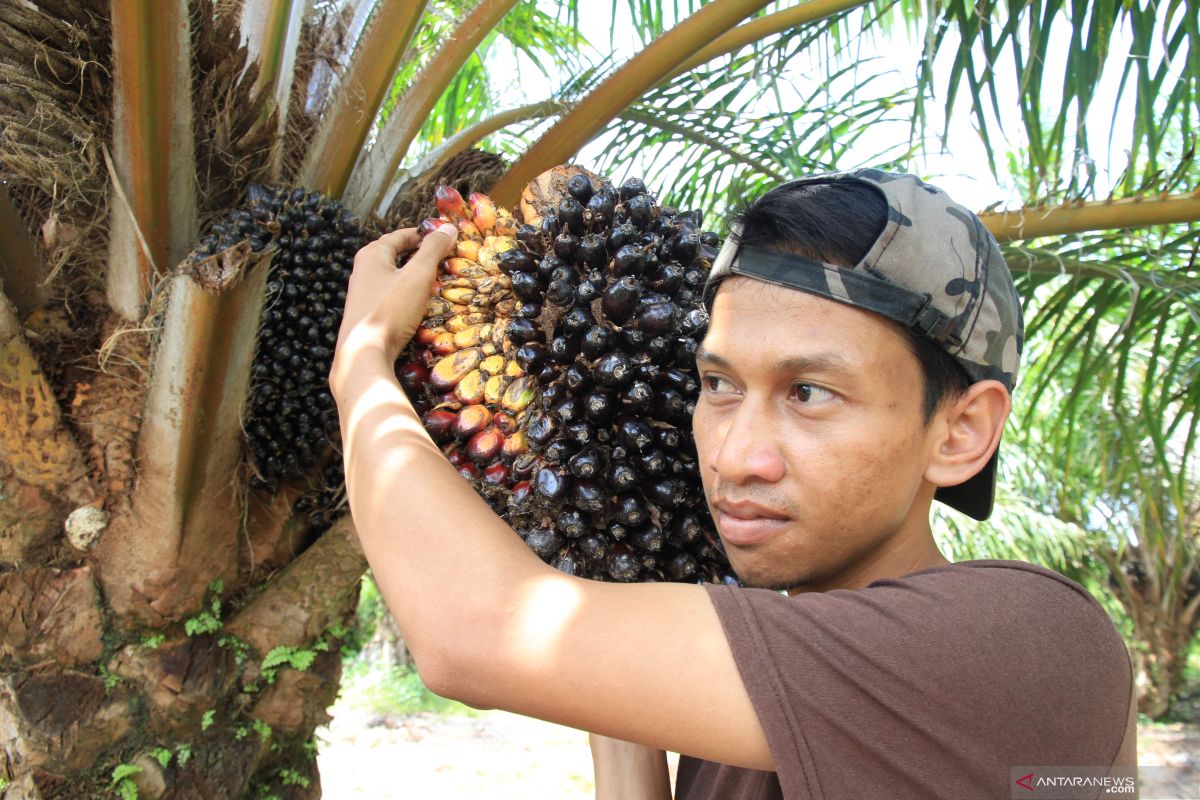 Harga tandan buah segar kelapa sawit Riau naik Rp34,97/kg