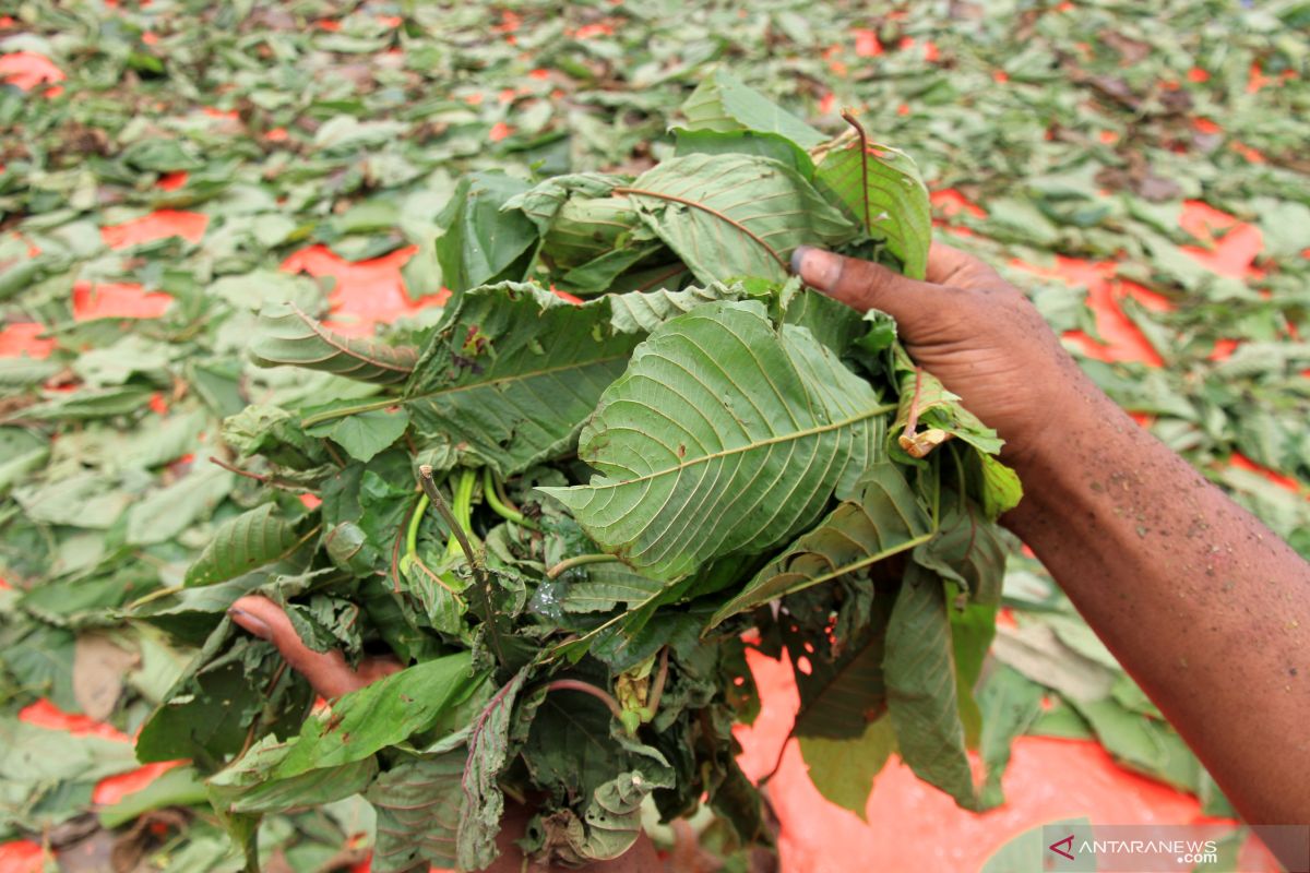 Pemkab Kapuas Hulu dan Pemerintah Pusat bahas kratom