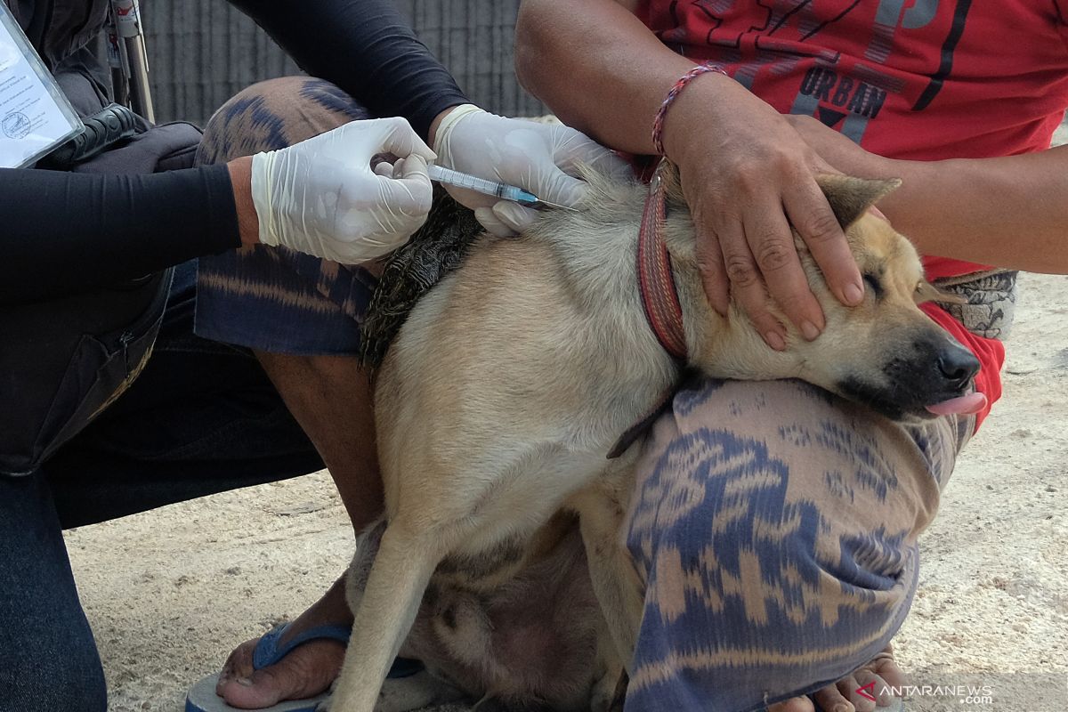 Tujuh warga meninggal akibat rabies