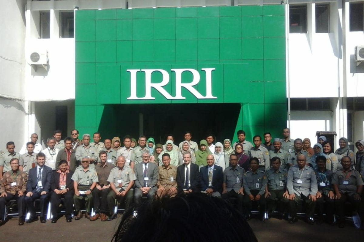 Govt, IRRI developing more nutritional rice to handle stunting