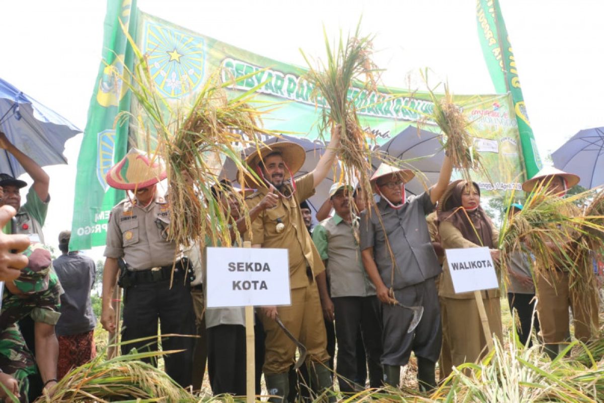 Wali kota Probolinggo panen perdana padi hibrida 10,5 ton