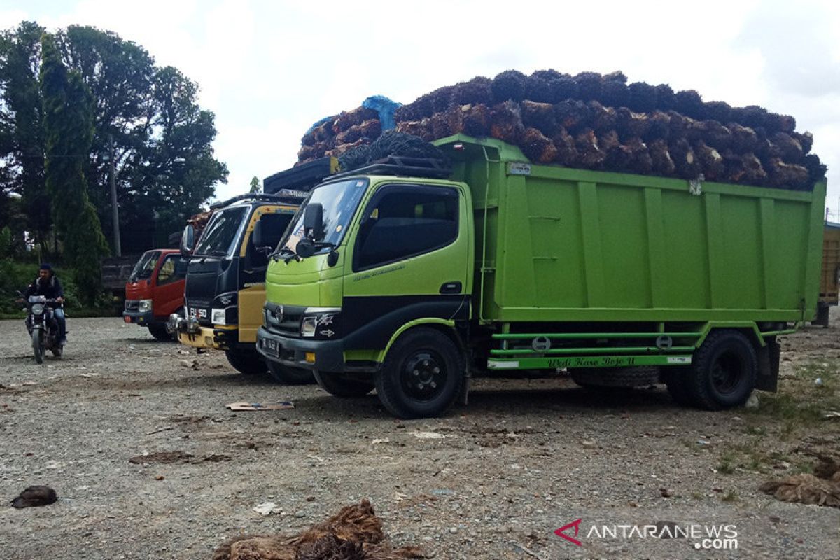 Harga CPO di Jambi turun tipis