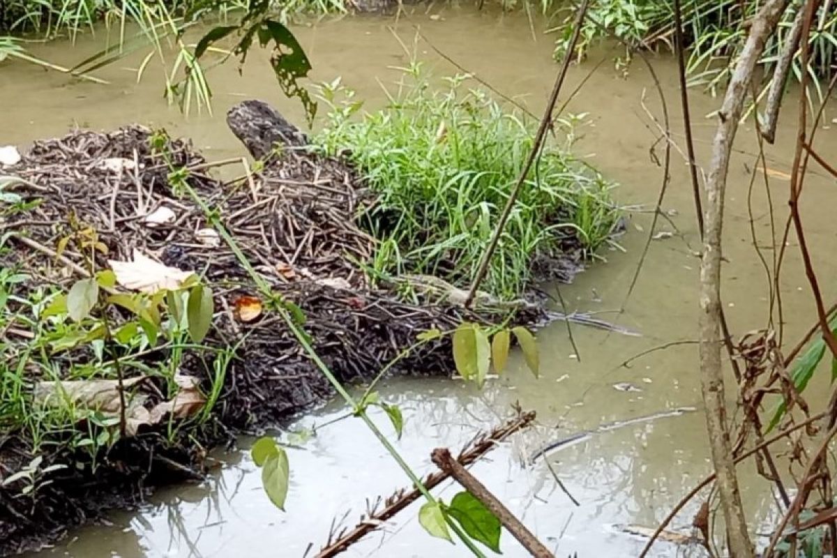 Telur buaya muara menetas di kebun warga