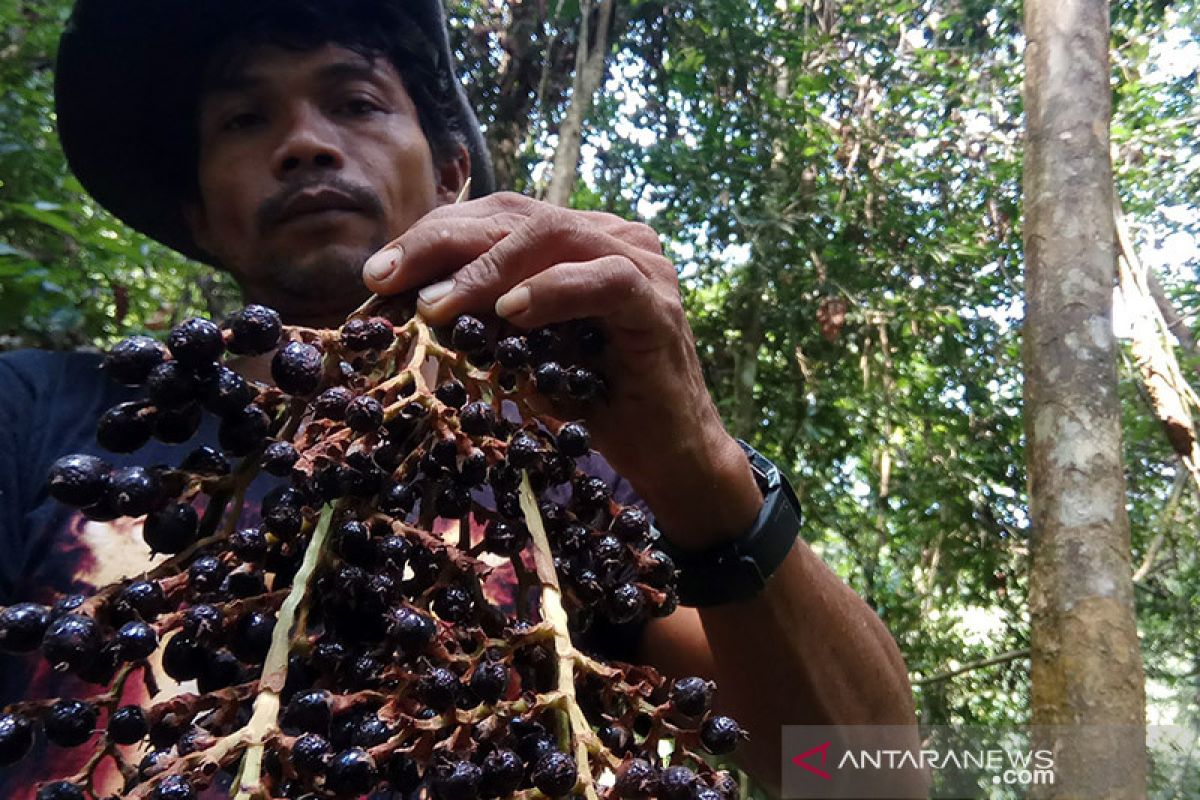 Ribuan petani Riau tanam Jernang karena lebih menguntungkan dari sawit