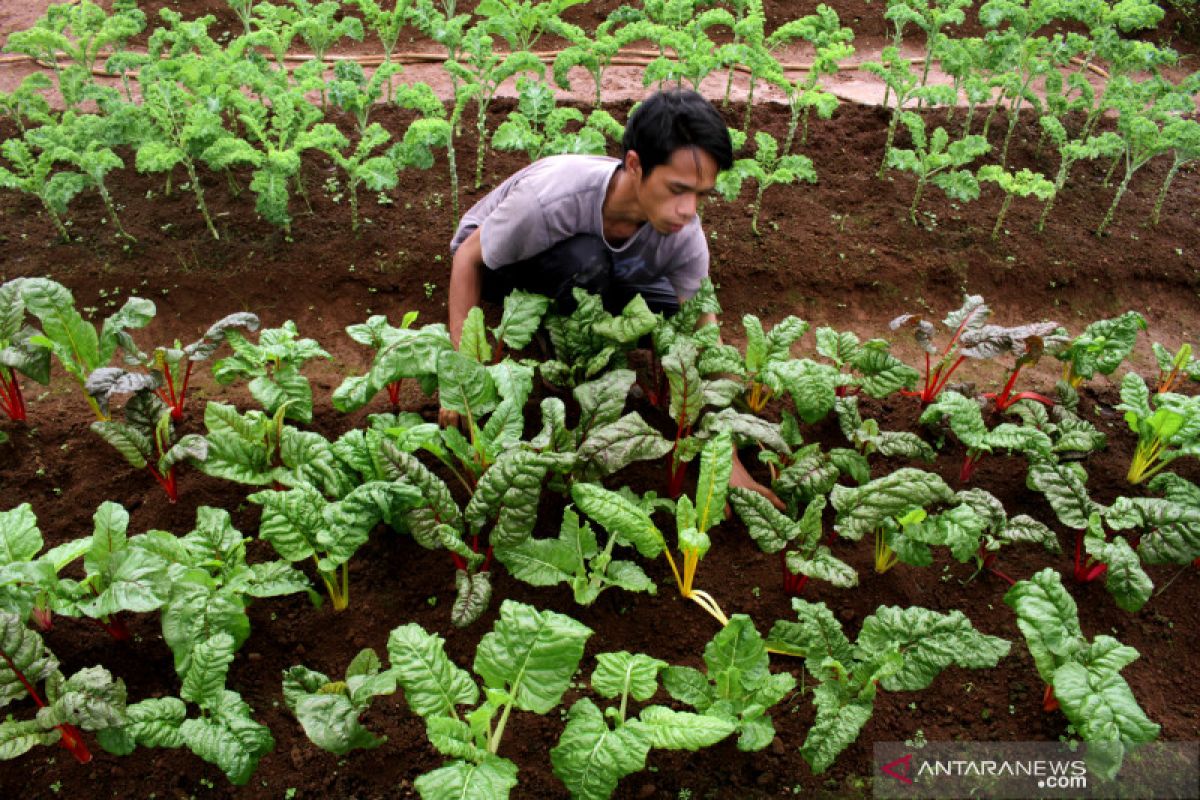 DPRD Bali buat perda sistem pertanian organik.