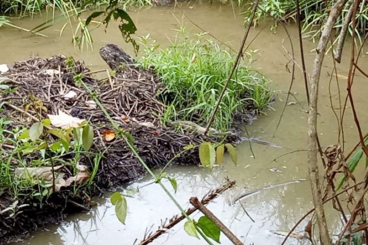 Telur buaya muara menetas di kebun warga Agam