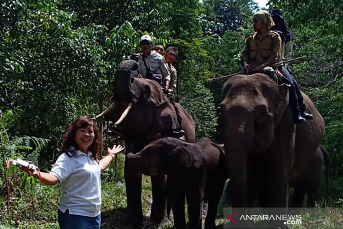 Vidio - Serunya melihat gajah jinak di Tesso Nilo