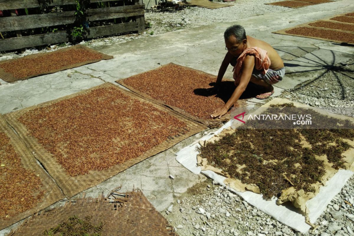 Semerbak harum aroma cengkih di Pulau Pisang Lampung