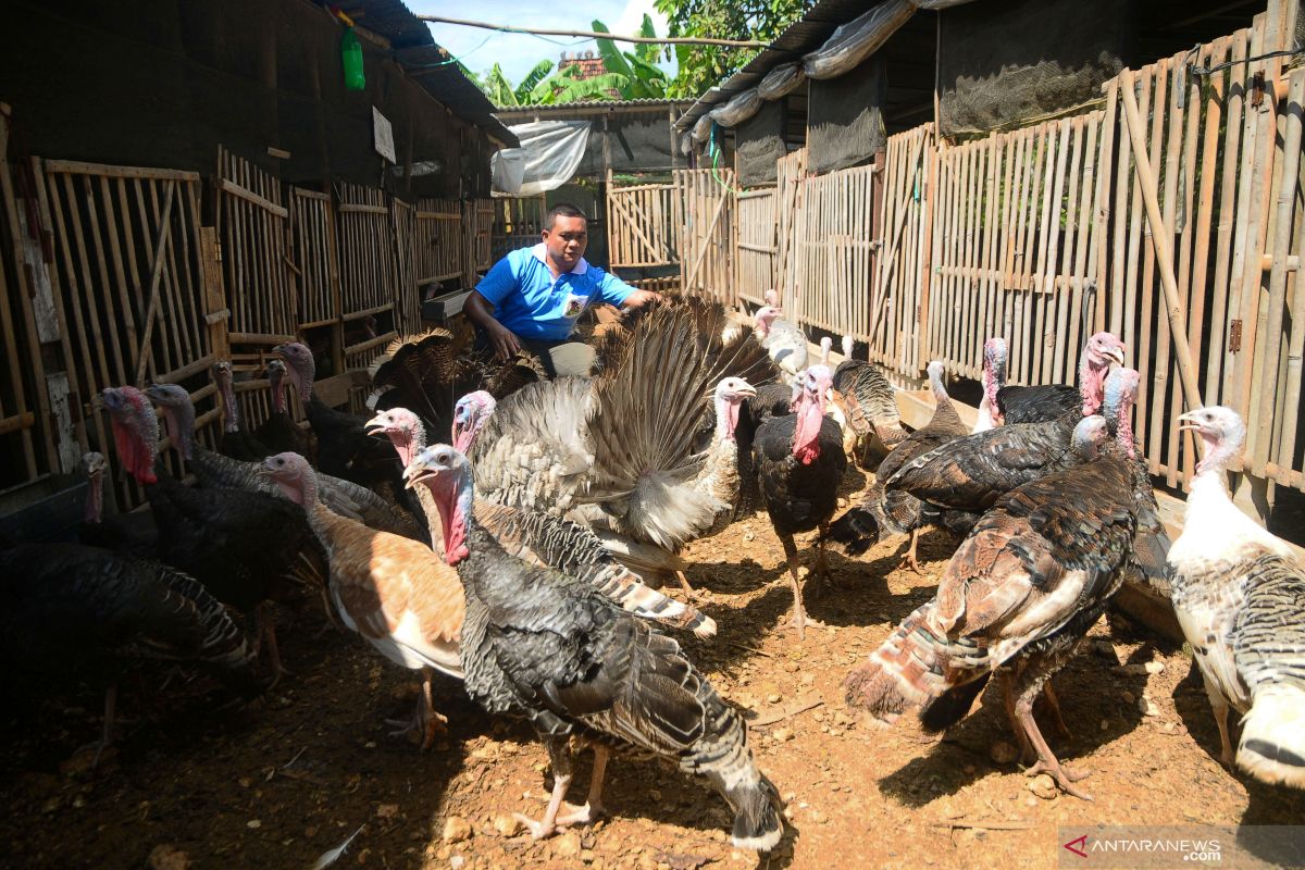 Kalkun di negara ini terdeteksi flu burung