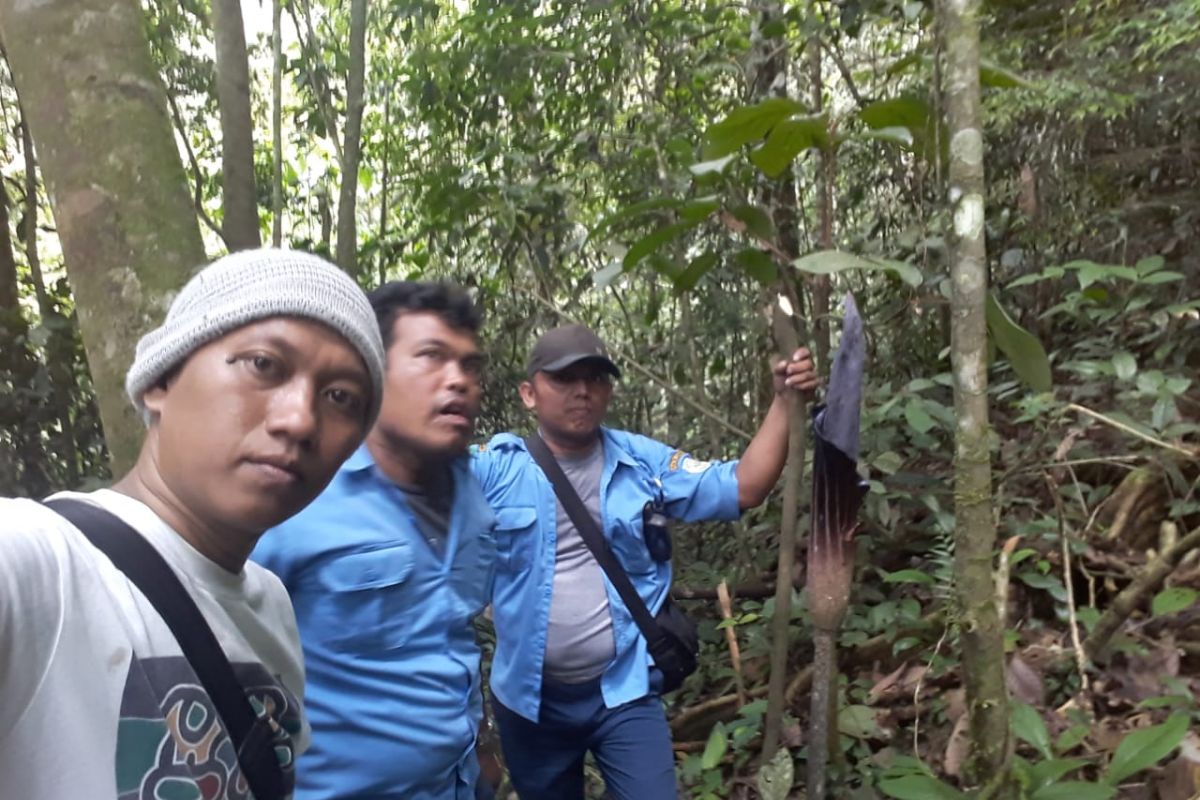 Warga temukan bunga Raflesia di hutan Langkat