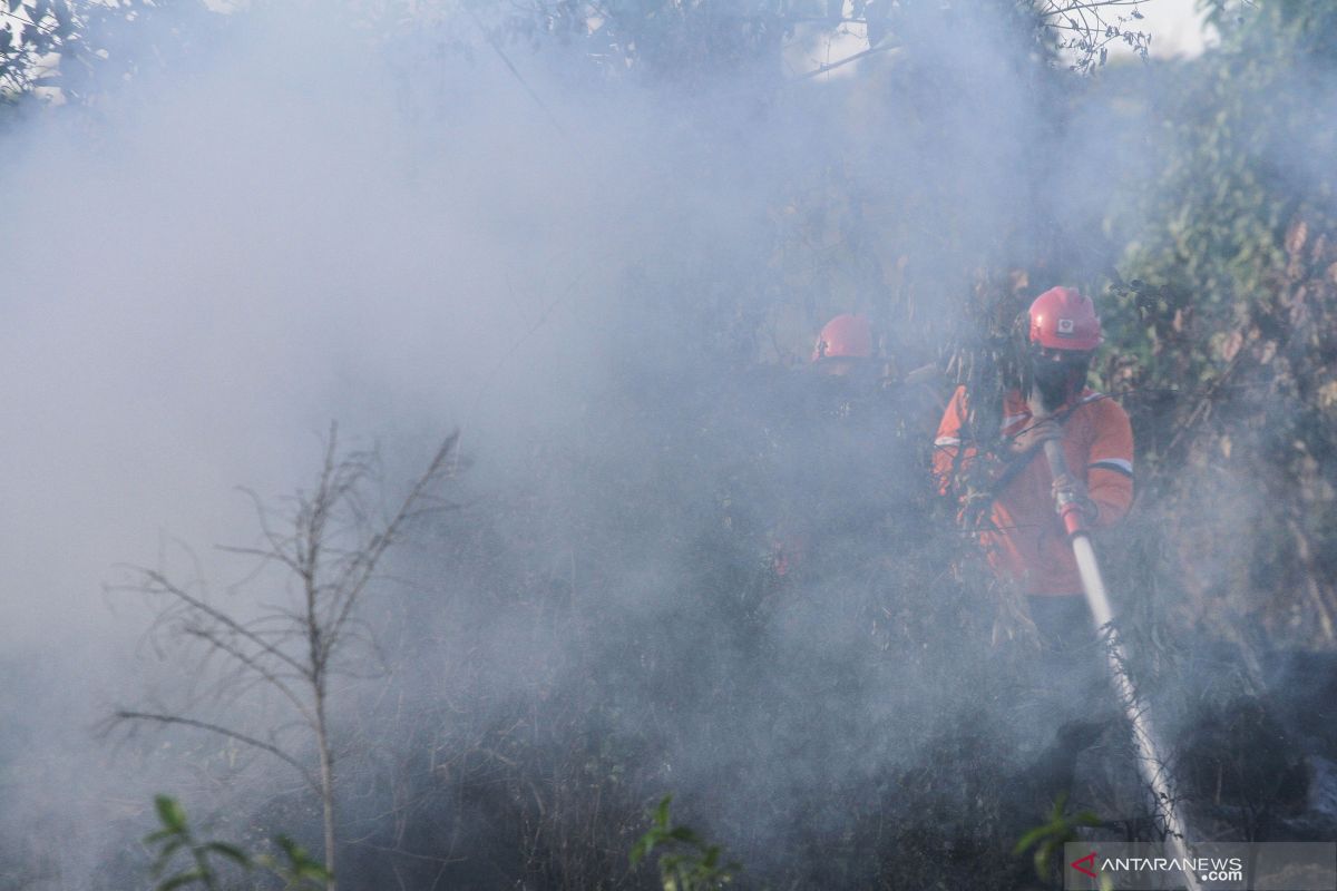 Fire razes peatland on Pekanbaru's outskirts