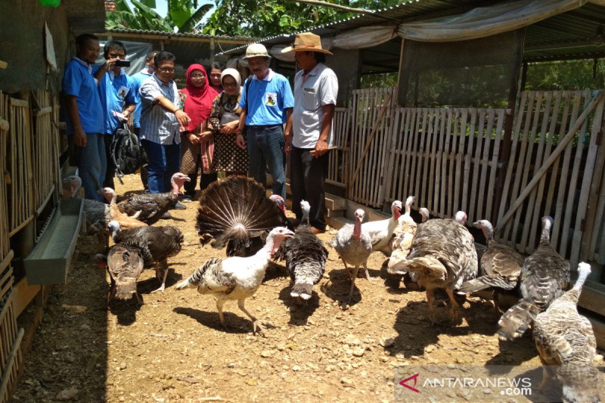 Undip Semarang berikan pendampingan terhadap peternak kalkun Kudus