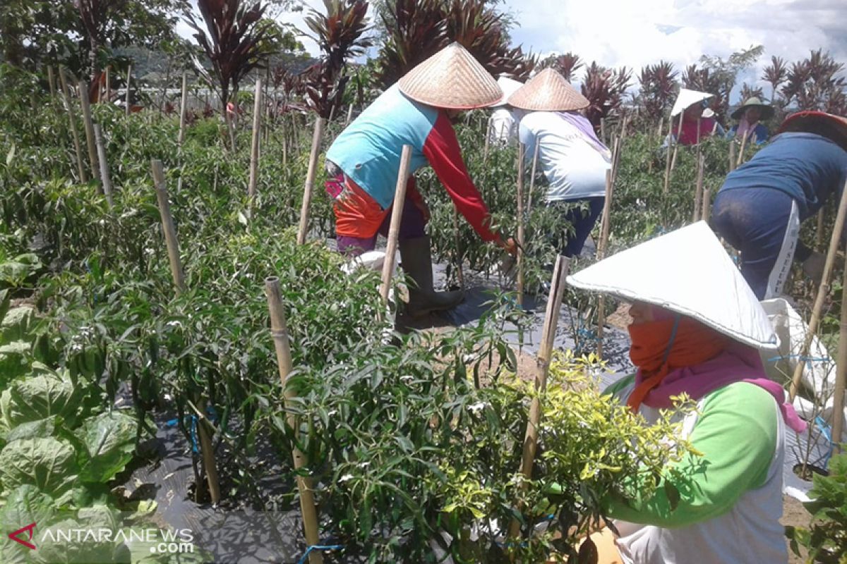 Harga jual sayuran di Rejang Lebong rendah