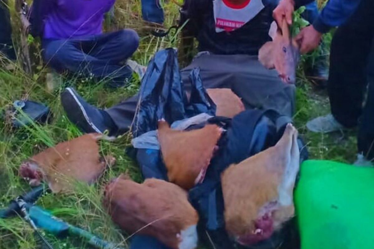 Pemburu rusa ditangkap di Taman Nasional Way Kambas Lampung
