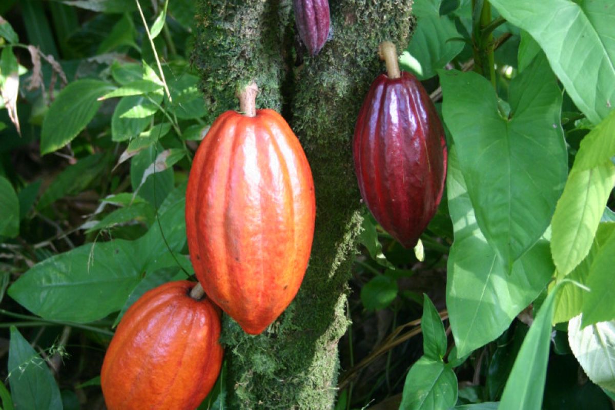 CIPS: peningkatan produksi kakao perlu lebih libatkan swasta