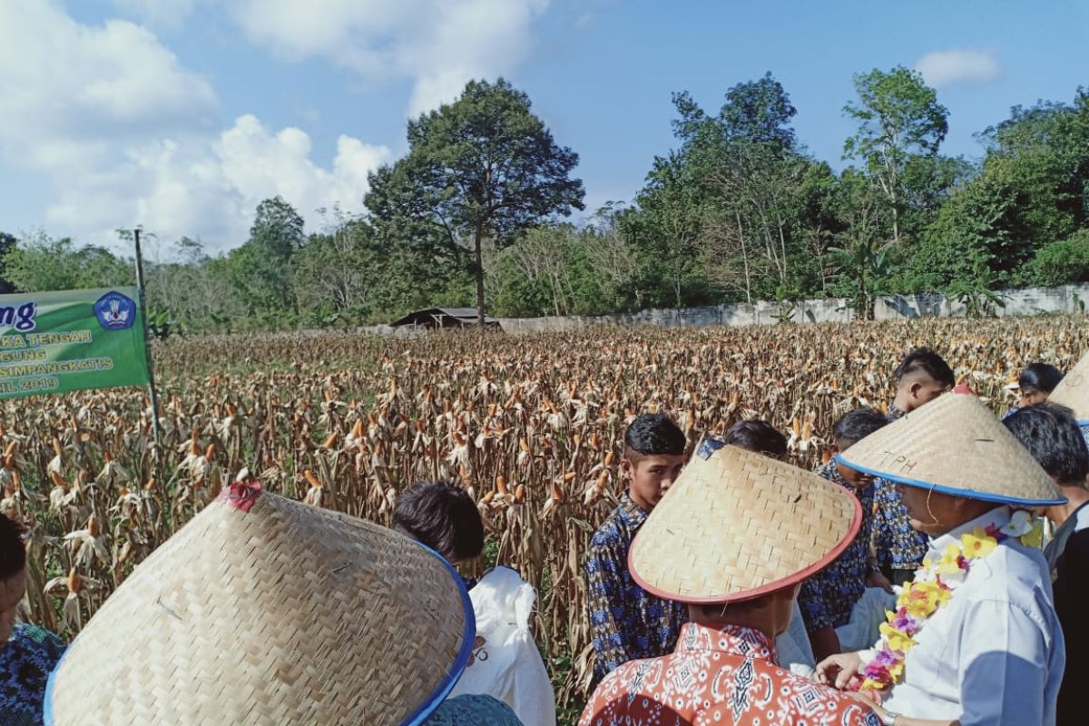 Pemkab Bangka Tengah akan perluas areal perkebunan jagung