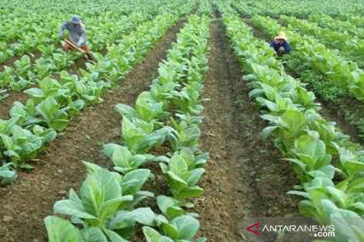 BEP tembakau Madura 2019 sebesar Rp40.297/kg