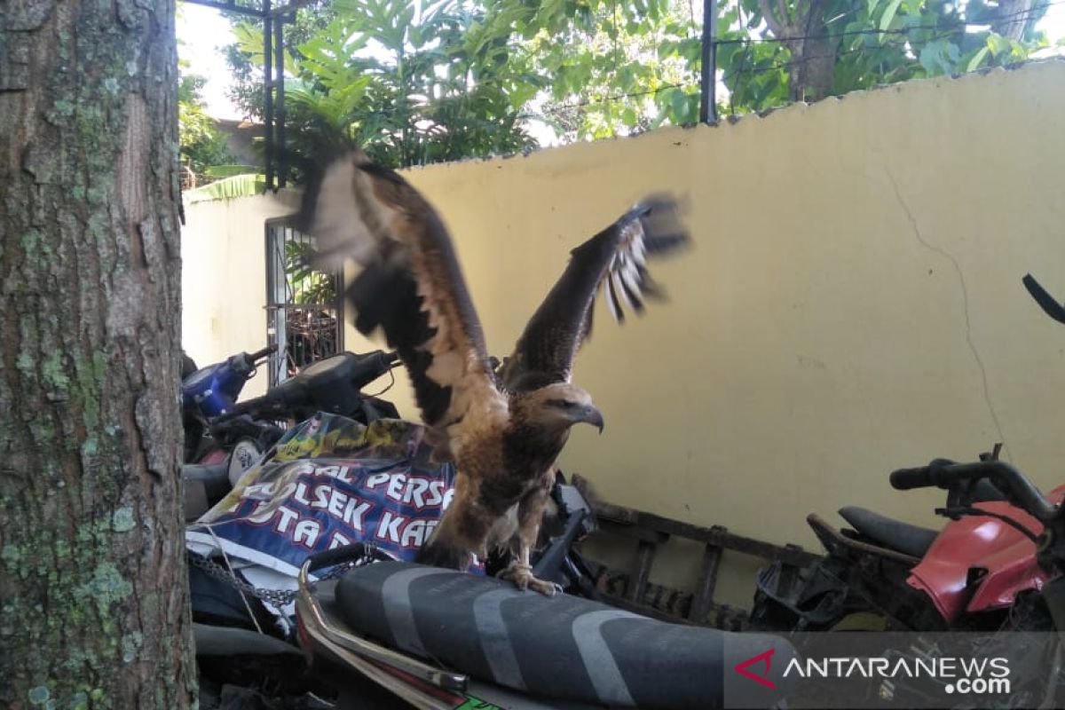 BKSDA menduga elang brontok dipelihara secara ilegal