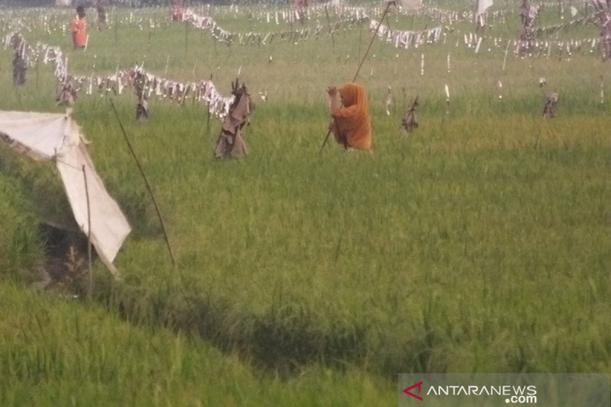 Petani Abdya keluhkan meningkatnya hama burung 