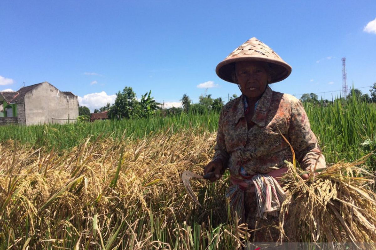 Sleman menargetkan produksi beras 273 ribu ton 2019
