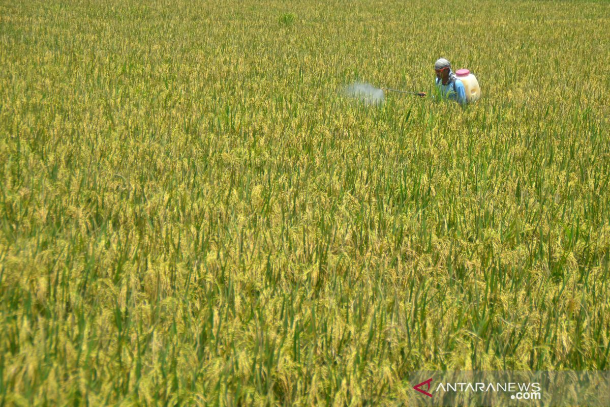 Purwakarta perluas areal pengembangan pertanian organik