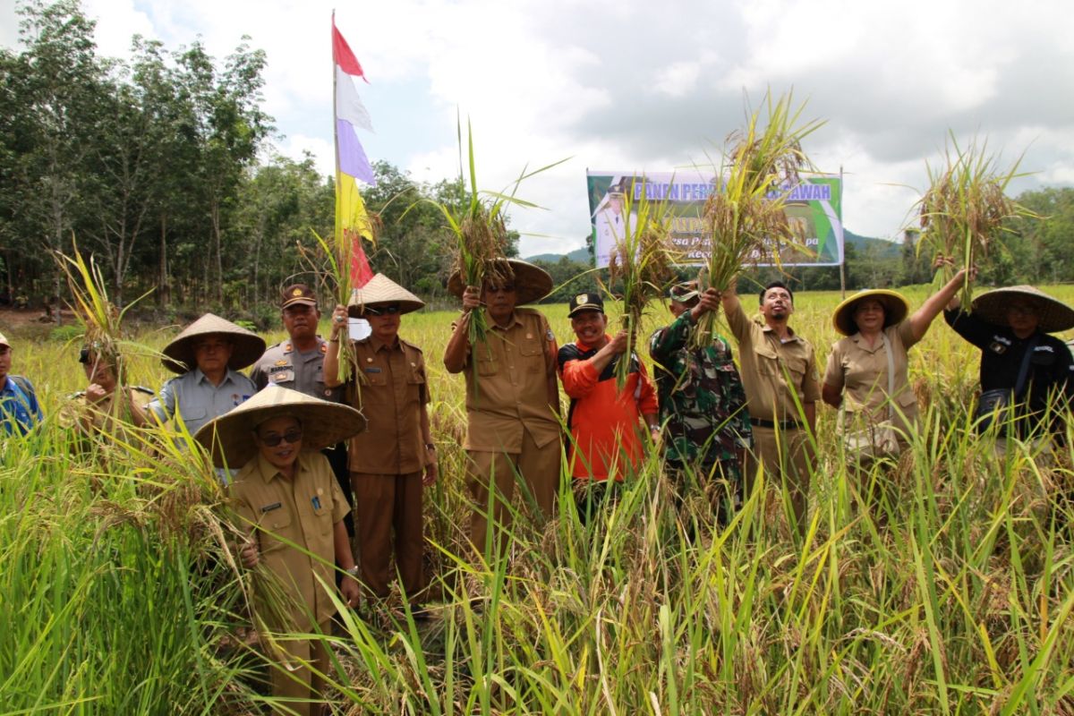 Sintang panen perdana beras merah