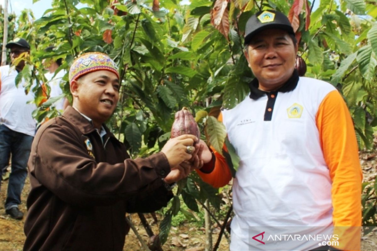 Pemkab Mahalu kembangkan kakao  komoditas unggulan