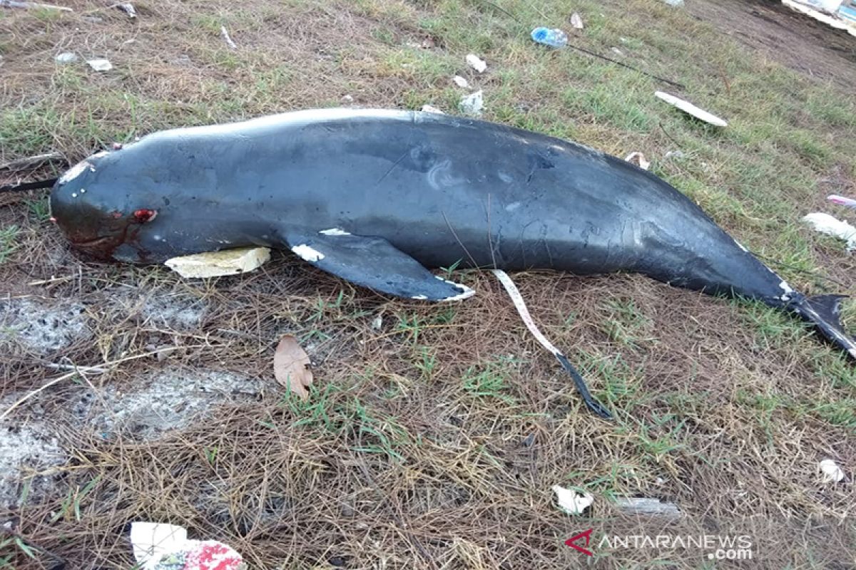 Seekor lumba-lumba tanpa sirip terdampar hingga mati di Riau