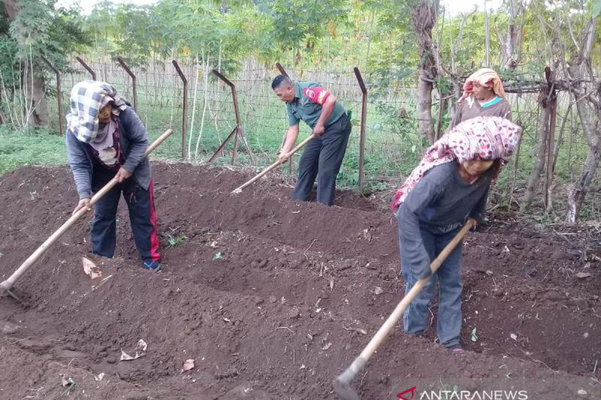 TNI dampingi petani tanam jagung di Tapsel