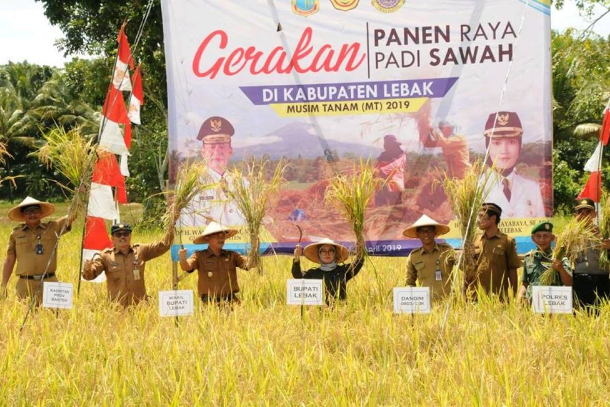 Lebak menjadi pemasok beras nasional