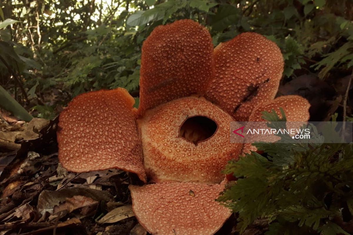 Rafflesia mekar di TWA Seblat Bengkulu