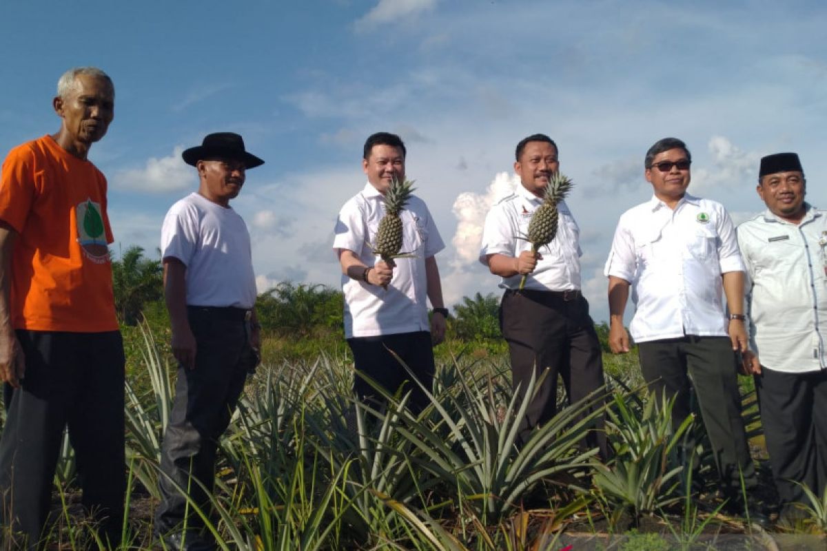 Badan Restorasi Gambut dorong pengolahan nanas di lahan gambut