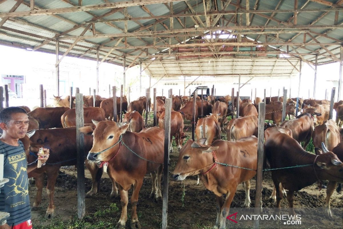 Legislator desak Pemkab Kotim lebih serius tangani program integrasi sapi-sawit