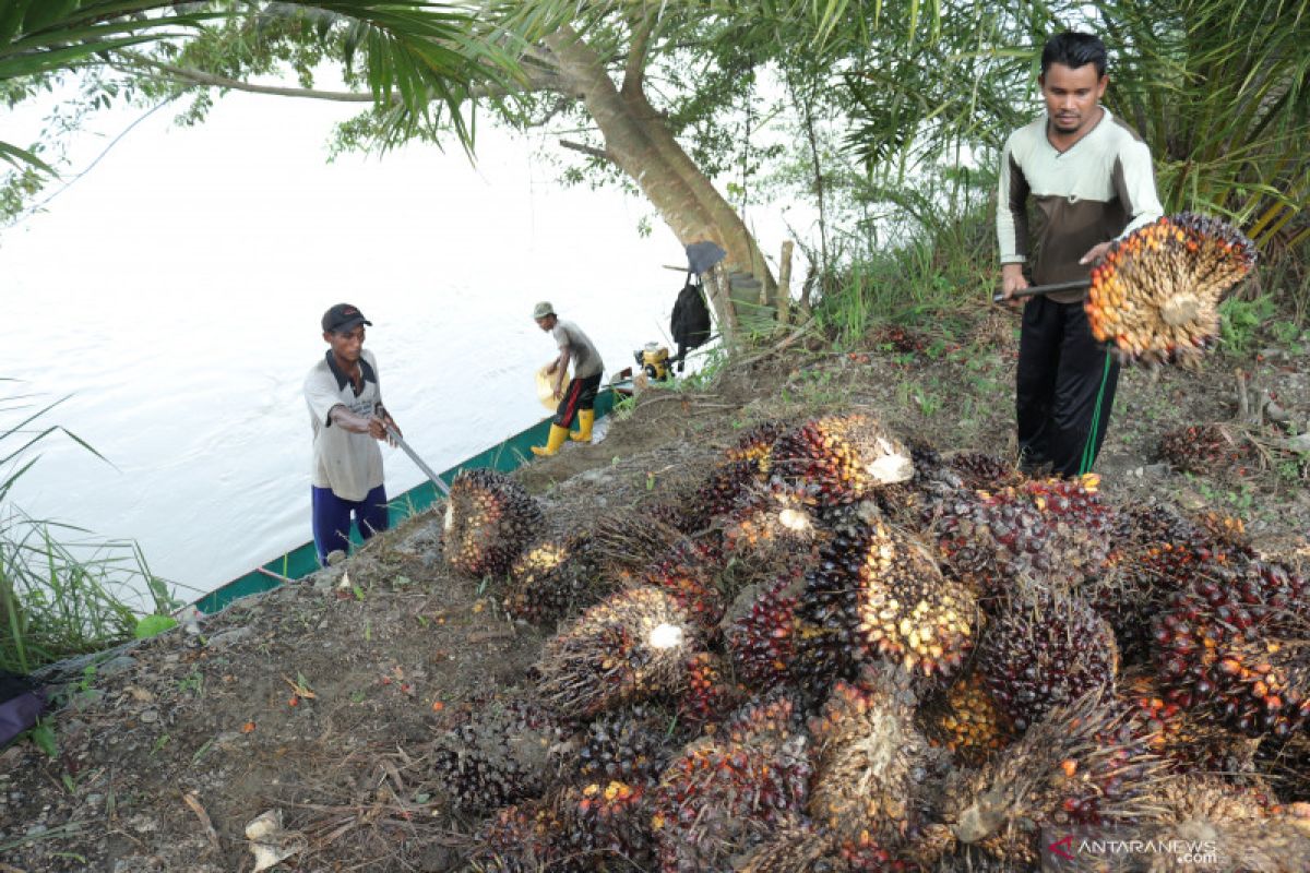 Harga sawit di Riau turun