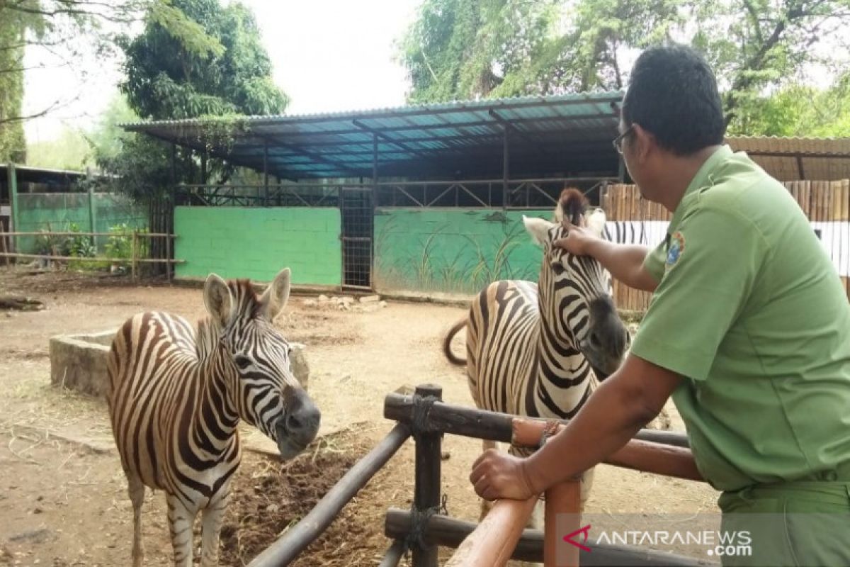 Dolphin Center Batang bangun kampung tematik di Sigandu