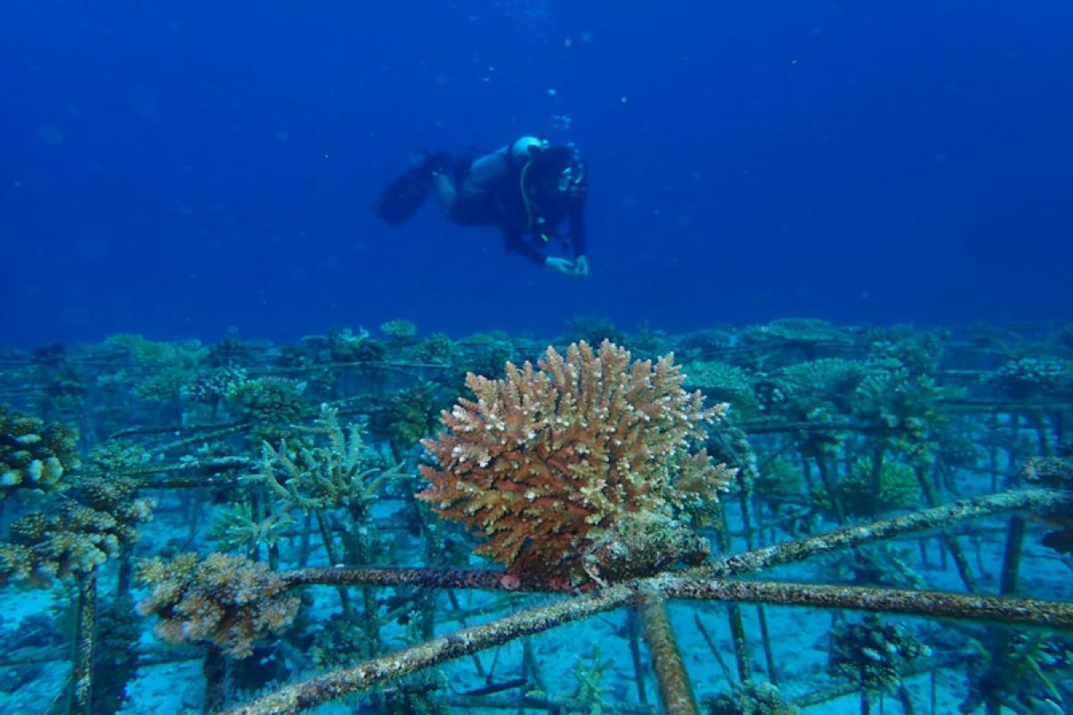 Transplantasi karang Taman Nasional Togean mulai tumbuh