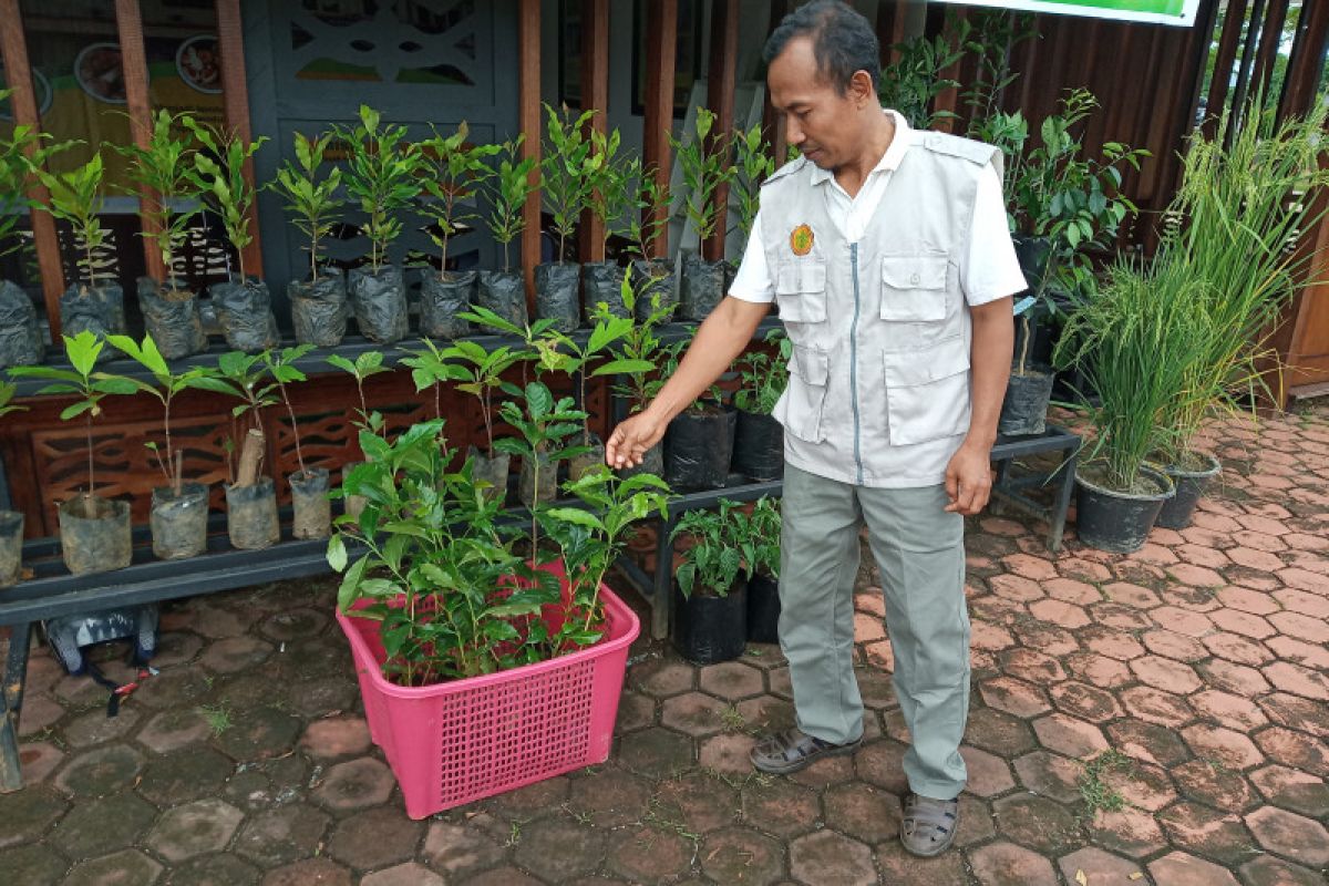 Bantuan alat pertanian menumpuk di Dinas Pertanian Wondama