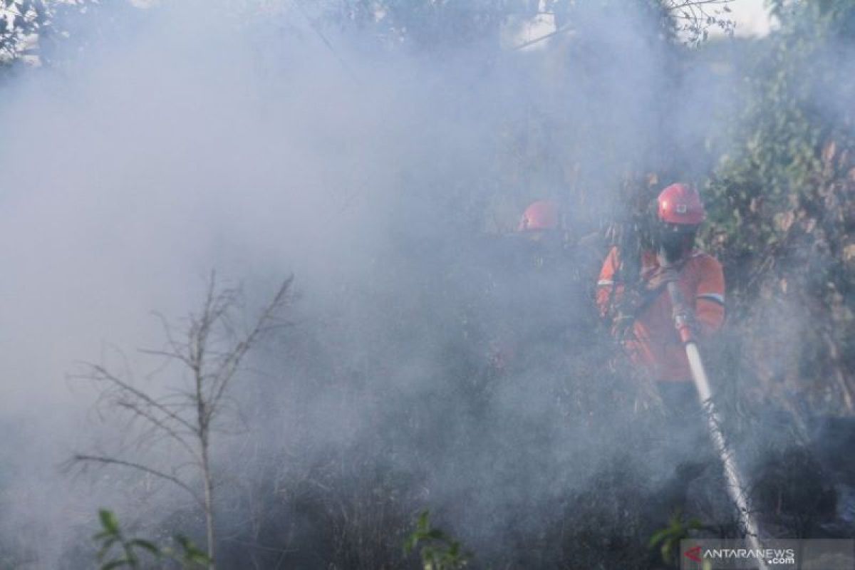 Fire razes hectares of peatland on Pekanbaru's outskirts