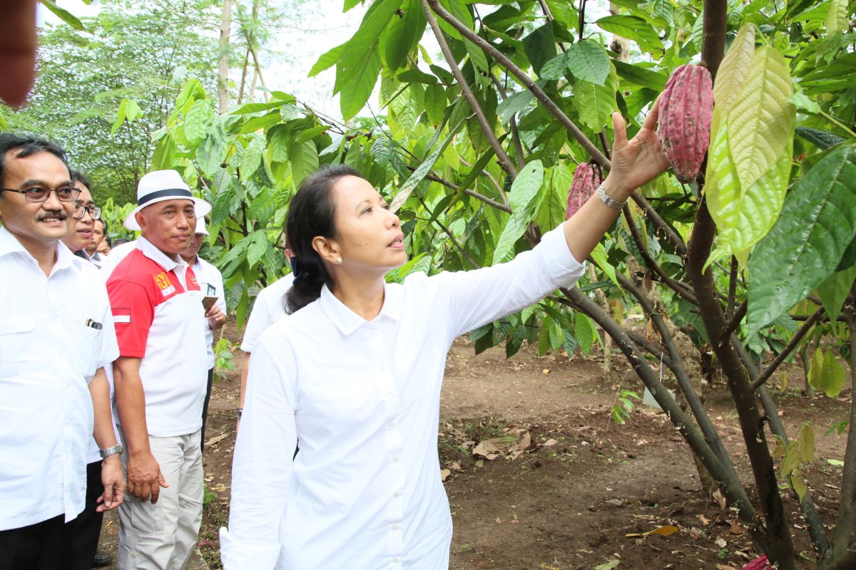 Banyuwangi dan dua perusahaan BUMN kolaborasi kembangkan wisata cokelat