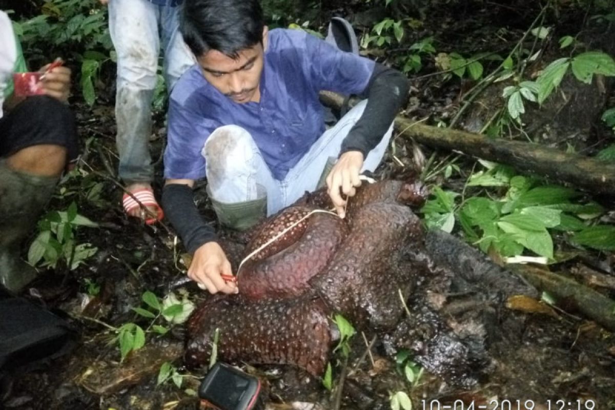 Bunga rafflesia mekar sempurna di Agam